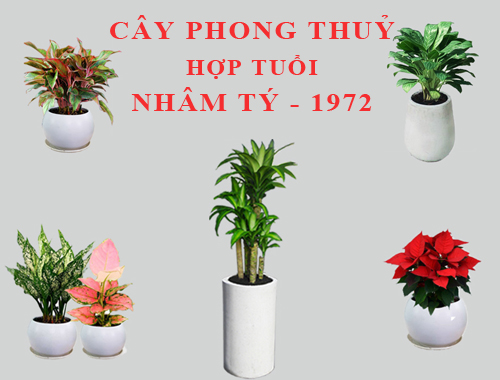 cây xanh hợp phong thủy cho người mệnh mộc